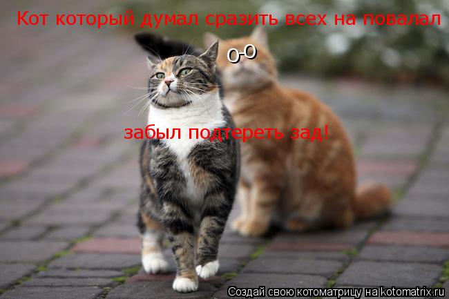 Кот который думал сразить всех на повалал забыл подтереть зад! О - О... Котоматрица: Кот который думал сразить всех на повалал забыл подтереть зад! О - О