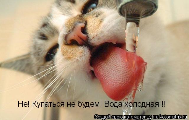 Не! Купаться не будем! Вода холодная!!!... Котоматрица: Не! Купаться не будем! Вода холодная!!!
