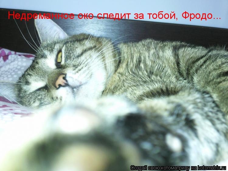 Недреманное око следит за тобой, Фродо...... Котоматрица: Недреманное око следит за тобой, Фродо...
