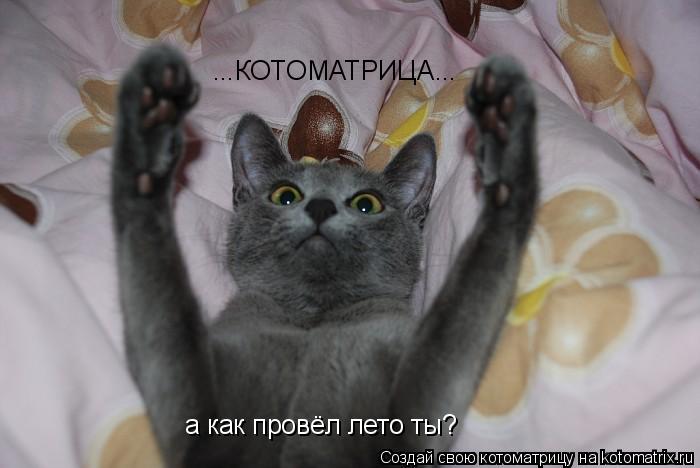...КОТОМАТРИЦА... а как провёл лето ты?... Котоматрица: ...КОТОМАТРИЦА... а как провёл лето ты?