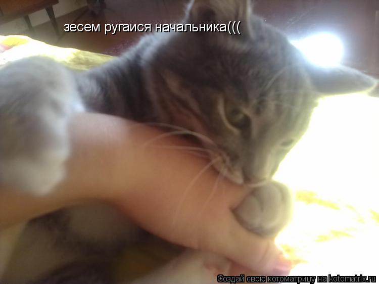 зесем ругаися начальника(((... Котоматрица: зесем ругаися начальника(((