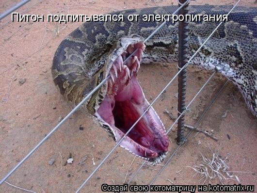 Питон подпитывался от электропитания... Котоматрица: Питон подпитывался от электропитания
