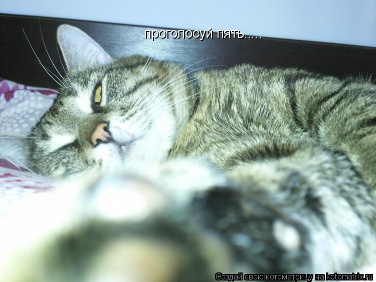 проголосуй пять........ Котоматрица: проголосуй пять.....