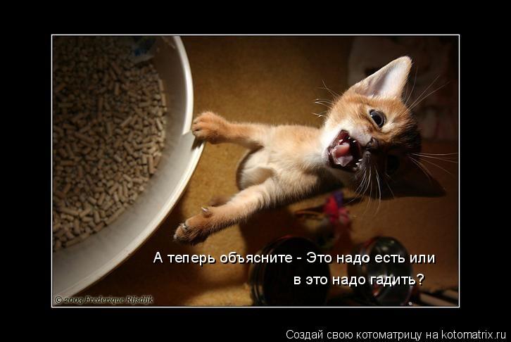 А теперь объясните - Это надо есть или в это надо гадить?... Котоматрица: А теперь объясните - Это надо есть или в это надо гадить?