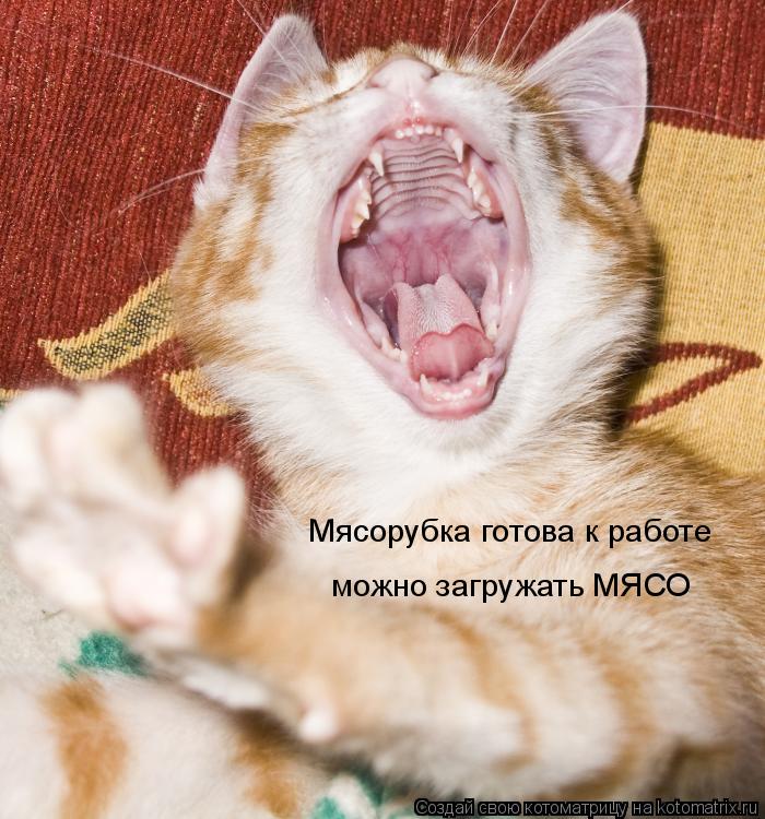 Котоматрица: Мясорубка готова к работе можно загружать МЯСО