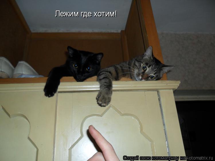 Лежим где хотим!... Котоматрица: Лежим где хотим!