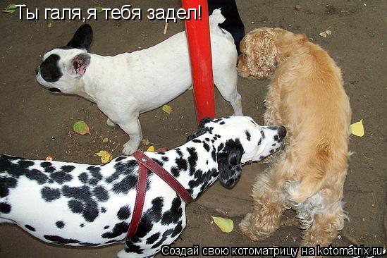 Ты галя,я тебя задел!... Котоматрица: Ты галя,я тебя задел!