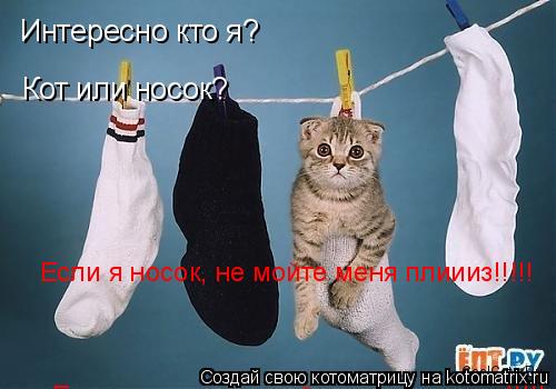 Интересно кто я? Кот или носок? Если я носок, не мойте меня плиииз!!!!! Если я носок, не мойте меня п... Котоматрица: Интересно кто я? Кот или носок? Если я носок, не мойте меня плиииз!!!!! Если я носок, не мойте меня плиииз!!!!! Если я носок, не мойте меня плиииз!!!!