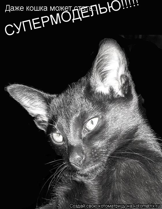 Даже кошка может стать... СУПЕРМОДЕЛЬЮ!!!!!... Котоматрица: Даже кошка может стать... СУПЕРМОДЕЛЬЮ!!!!!