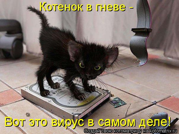 Котенок в гневе - Вот это вирус в самом деле!... Котоматрица: Котенок в гневе - Вот это вирус в самом деле!