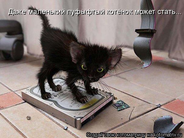 Даже маленький пуфыфтый котёнок может стать... ТВОИМ НОЧНЫМ КОШМАРИКОМ!!!!!!!!!!... Котоматрица: Даже маленький пуфыфтый котёнок может стать... ТВОИМ НОЧНЫМ КОШМАРИКОМ!!!!!!!!!!