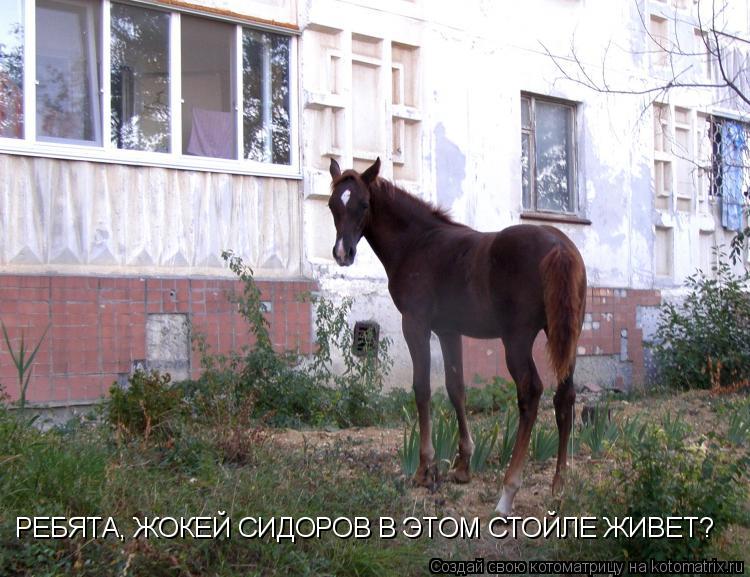 РЕБЯТА, ЖОКЕЙ СИДОРОВ В ЭТОМ СТОЙЛЕ ЖИВЕТ?... Котоматрица: РЕБЯТА, ЖОКЕЙ СИДОРОВ В ЭТОМ СТОЙЛЕ ЖИВЕТ?