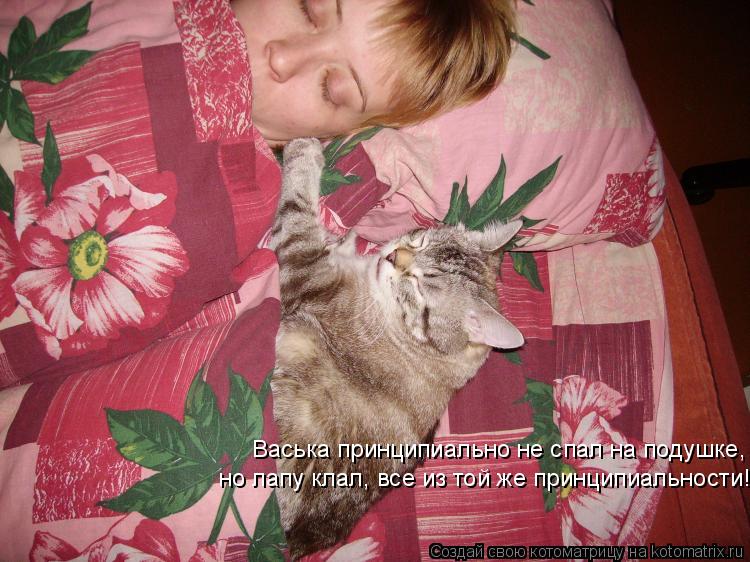 Васька принципиально не спал на подушке, но лапу клал, все из той же принципиальности!... Котоматрица: Васька принципиально не спал на подушке, но лапу клал, все из той же принципиальности!