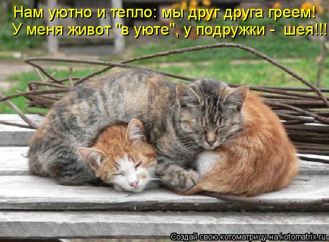 Нам уютно и тепло: мы друг друга греем! Нам уютно и тепло: мы друг друга греем! У меня живот "в уюте"... Котоматрица: Нам уютно и тепло: мы друг друга греем! Нам уютно и тепло: мы друг друга греем! У меня живот "в уюте", у подружки - шея!!!