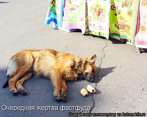 Очередная жертва фастфуда... Котоматрица: Очередная жертва фастфуда
