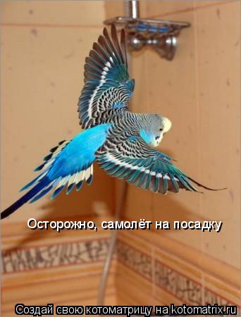 Осторожно, самолёт на посадку... Котоматрица: Осторожно, самолёт на посадку