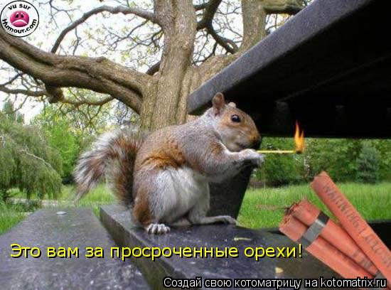 Это вам за просроченные орехи!... Котоматрица: Это вам за просроченные орехи!