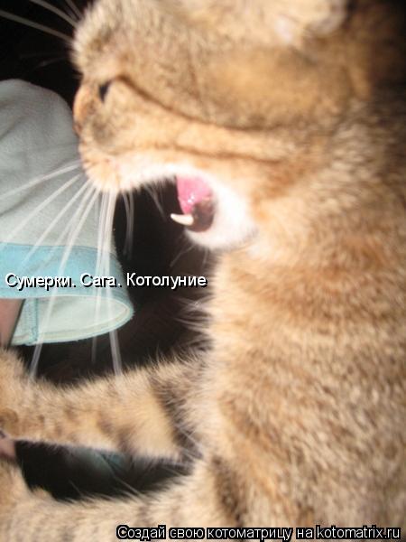 Сумерки. Сага. Котолуние... Котоматрица: Сумерки. Сага. Котолуние