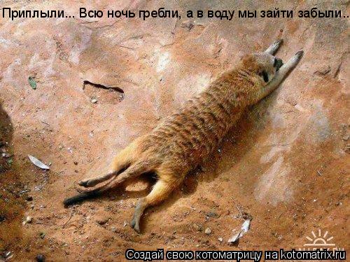 Приплыли... Всю ночь гребли, а в воду мы зайти забыли...... Котоматрица: Приплыли... Всю ночь гребли, а в воду мы зайти забыли...
