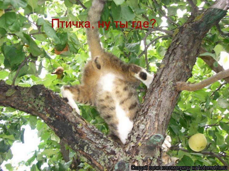 Птичка, ну ты где?... Котоматрица: Птичка, ну ты где?