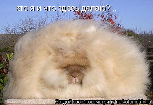 кто я и что здесь делаю?...... Котоматрица: кто я и что здесь делаю?...