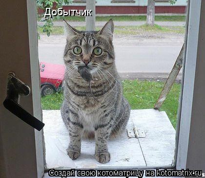 Добытчик... Котоматрица: Добытчик