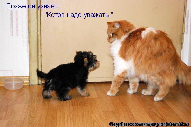 Позже он узнает: "Котов надо уважать!"... Котоматрица: Позже он узнает: "Котов надо уважать!"