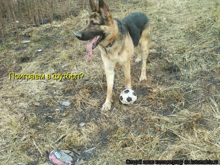 Поиграем в футбол?... Котоматрица: Поиграем в футбол?