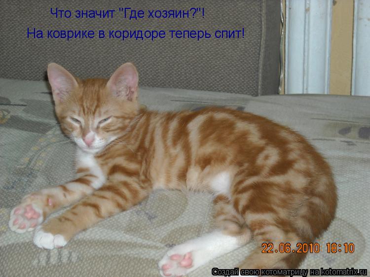 Что значит "Где хозяин?"! На коврике в коридоре теперь спит!... Котоматрица: Что значит "Где хозяин?"! На коврике в коридоре теперь спит!