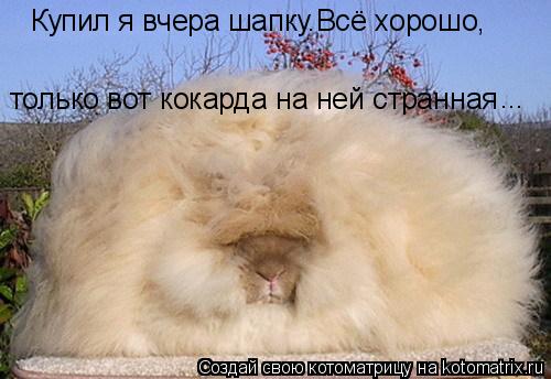 Купил я вчера шапку.Всё хорошо, только вот кокарда на ней странная ...... Котоматрица: Купил я вчера шапку.Всё хорошо, только вот кокарда на ней странная ...