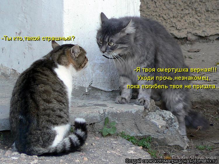 -Ты кто,такой страшный? -Я твоя смертушка верная!!! Уходи прочь,незнакомец, пока погибель твоя не при... Котоматрица: -Ты кто,такой страшный? -Я твоя смертушка верная!!! Уходи прочь,незнакомец, пока погибель твоя не пришла...