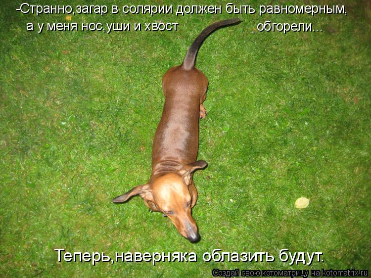 -Странно,загар в солярии должен быть равномерным, а у меня нос,уши и хвост обгорели... Теперь,наверн... Котоматрица: -Странно,загар в солярии должен быть равномерным, а у меня нос,уши и хвост обгорели... Теперь,наверняка облазить будут.
