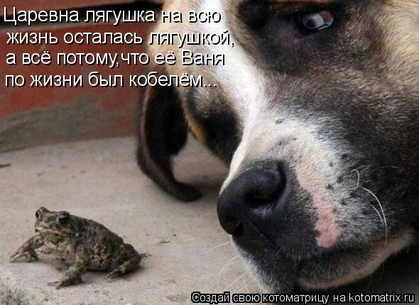 Царевна лягушка на всю жизнь осталась лягушкой, а всё потому,что её Ваня по жизни был кобелём...... Котоматрица: Царевна лягушка на всю жизнь осталась лягушкой, а всё потому,что её Ваня по жизни был кобелём...