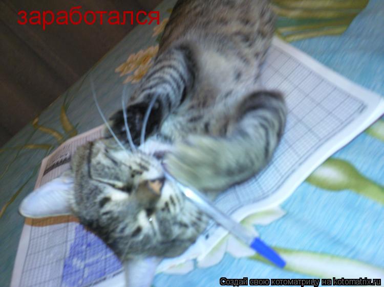 заработался... Котоматрица: заработался