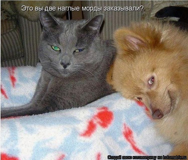 Это вы две наглые морды заказывали?... Котоматрица: Это вы две наглые морды заказывали?
