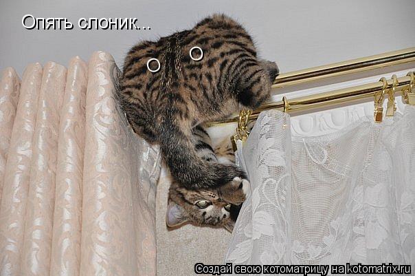 О О Опять слоник...... Котоматрица: О О Опять слоник...