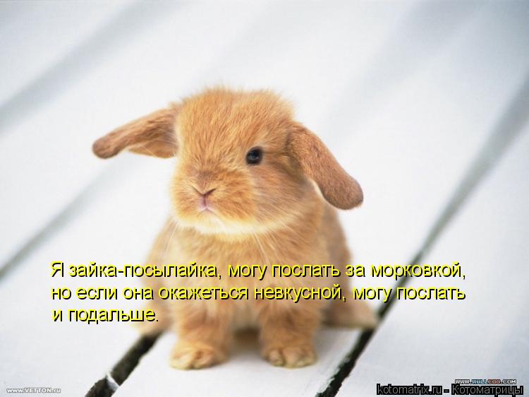 Я зайка-посылайка, могу послать за морковкой, но если она окажеться невкусной, могу послать и подальш... Котоматрица: Я зайка-посылайка, могу послать за морковкой, но если она окажеться невкусной, могу послать и подальше.