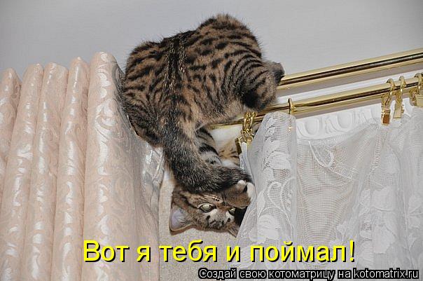 Вот я тебя и поймал!... Котоматрица: Вот я тебя и поймал!