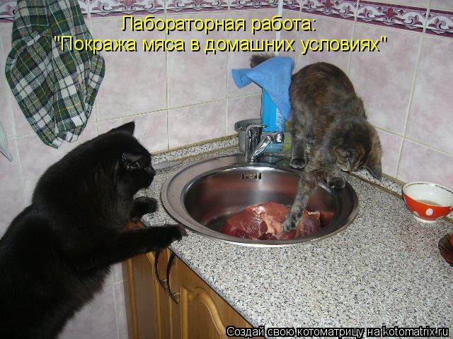 "Покража мяса в домашних условиях" Лабораторная работа:... Котоматрица: "Покража мяса в домашних условиях" Лабораторная работа:
