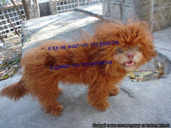я же не знал что это розетка я думал что это котлетка -... Котоматрица: я же не знал что это розетка я думал что это котлетка -