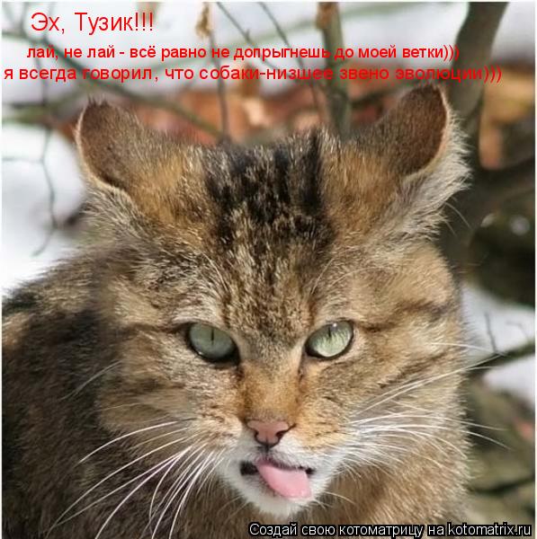 Эх, Тузик!!! лай, не лай - всё равно не допрыгнешь до моей ветки))) я всегда говорил, что собаки-низ... Котоматрица: Эх, Тузик!!! лай, не лай - всё равно не допрыгнешь до моей ветки))) я всегда говорил, что собаки-низшее звено эволюции)))