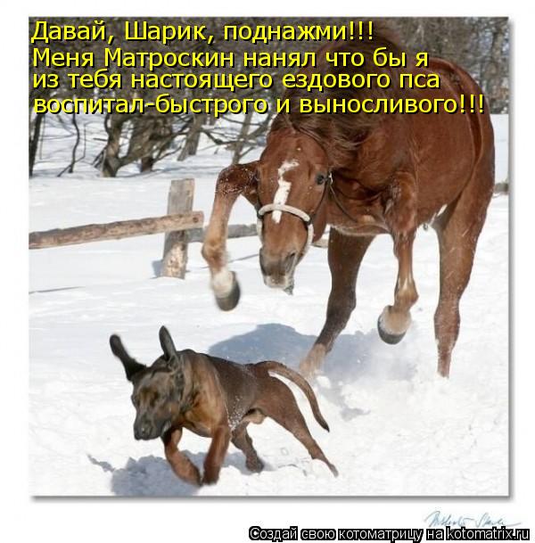 Давай, Шарик, поднажми!!! Меня Матроскин нанял что бы я из тебя настоящего ездового пса воспитал-бы... Котоматрица: Давай, Шарик, поднажми!!! Меня Матроскин нанял что бы я из тебя настоящего ездового пса воспитал-быстрого и выносливого!!!