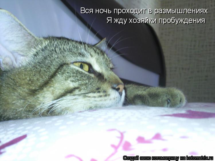 Вся ночь проходит в размышлениях Я жду хозяйки пробуждения... Котоматрица: Вся ночь проходит в размышлениях Я жду хозяйки пробуждения