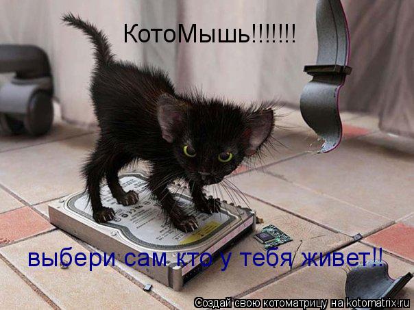 КотоМышь!!!!!!! выбери сам кто у тебя живет!!... Котоматрица: КотоМышь!!!!!!! выбери сам кто у тебя живет!!