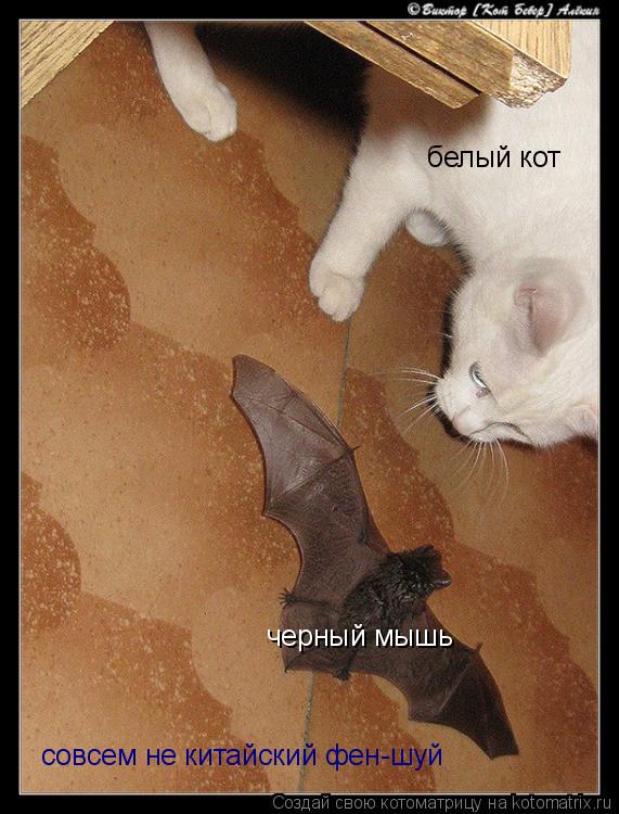 белый кот черный мышь совсем не китайский фен-шуй... Котоматрица: белый кот черный мышь совсем не китайский фен-шуй