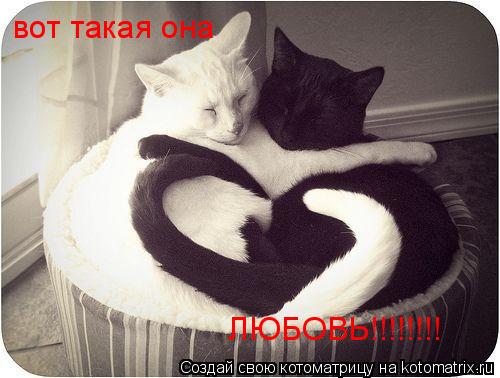 вот такая она ЛЮБОВЬ!!!!!!!!... Котоматрица: вот такая она ЛЮБОВЬ!!!!!!!!