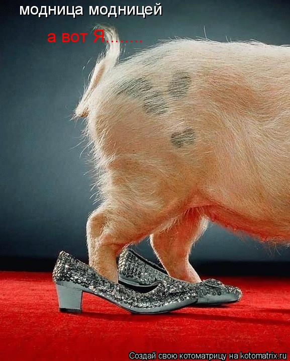 модница модницей а вот Я........... Котоматрица: модница модницей а вот Я........