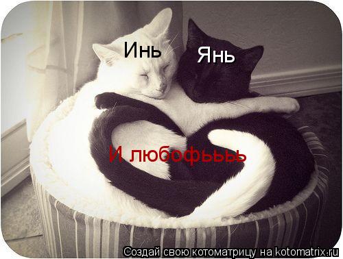 Инь Янь И любофьььь... Котоматрица: Инь Янь И любофьььь