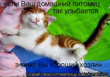 если Ваш домашний питомец так улыбается значит Вы хороший хозяин... Котоматрица: если Ваш домашний питомец так улыбается значит Вы хороший хозяин