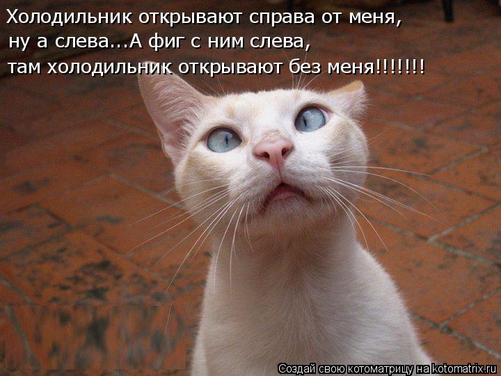 Холодильник открывают справа от меня, ну а слева...А фиг с ним слева, там холодильник открывают без м... Котоматрица: Холодильник открывают справа от меня, ну а слева...А фиг с ним слева, там холодильник открывают без меня!!!!!!!